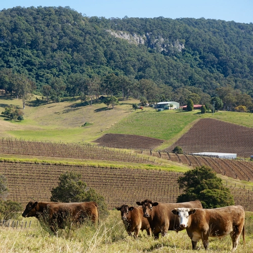 Hunter Valley se convirtió en una reconocida región productora de vino en Australia. 