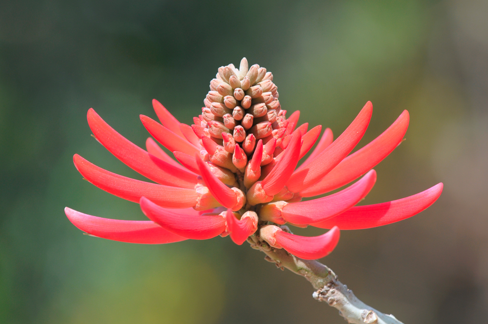 La flor de colorín es común en muchas regiones de México.