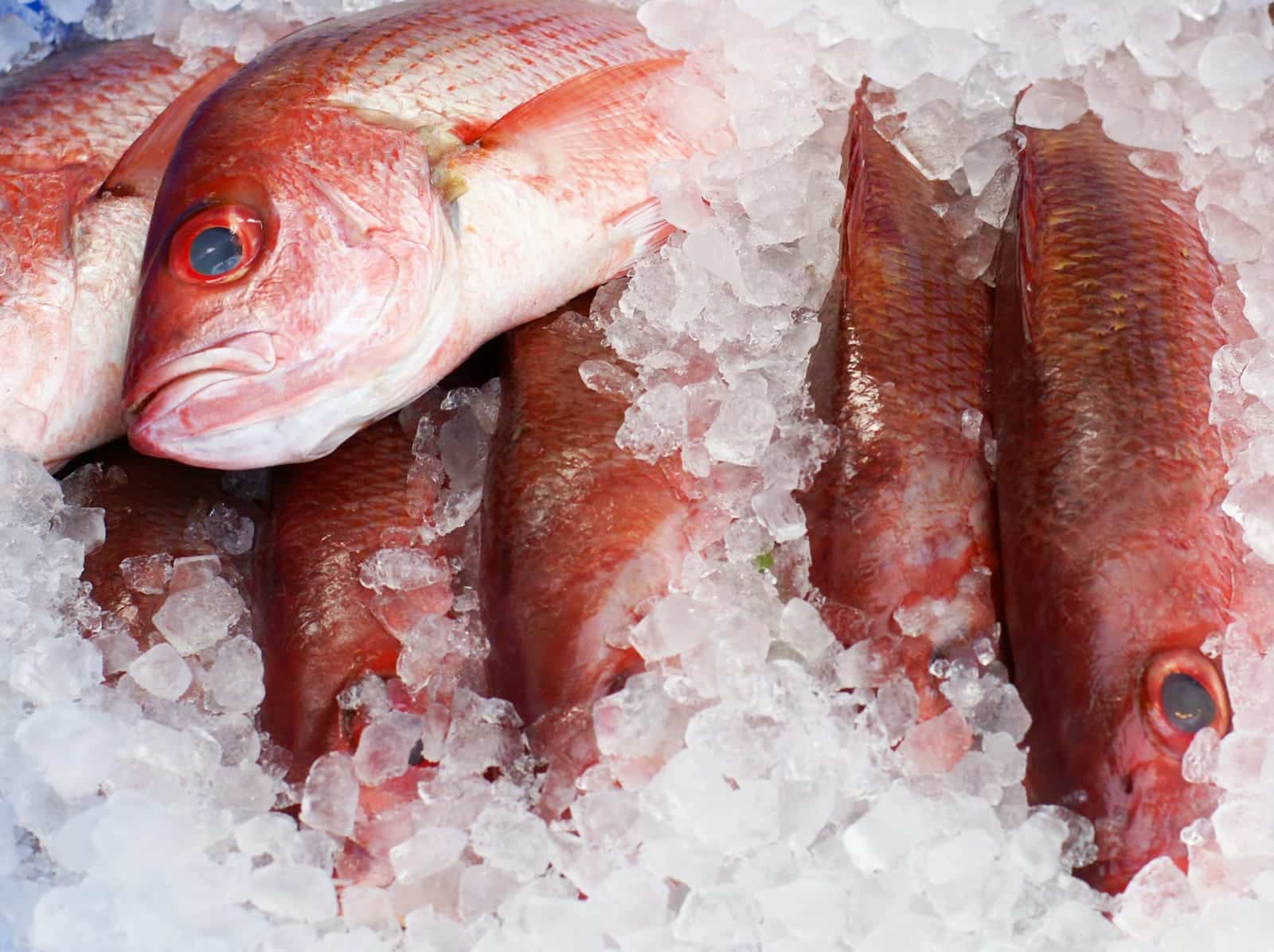 El hielo triturado es una de las mejores formas de consercar el pescado, ya que lo puede mantener fresco por más días.