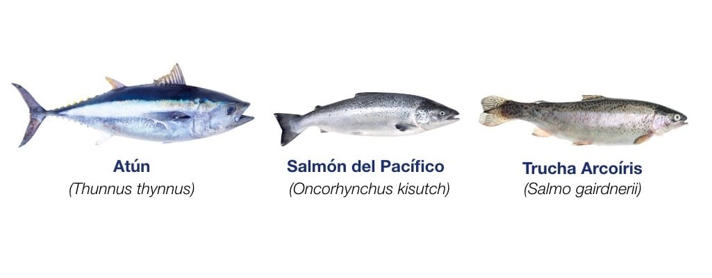 Los pescados grasos, contienen entre el 12% y 20% de grasas. En esta categoría entran los pescados azules como la sierra, atún, salmón y trucha.