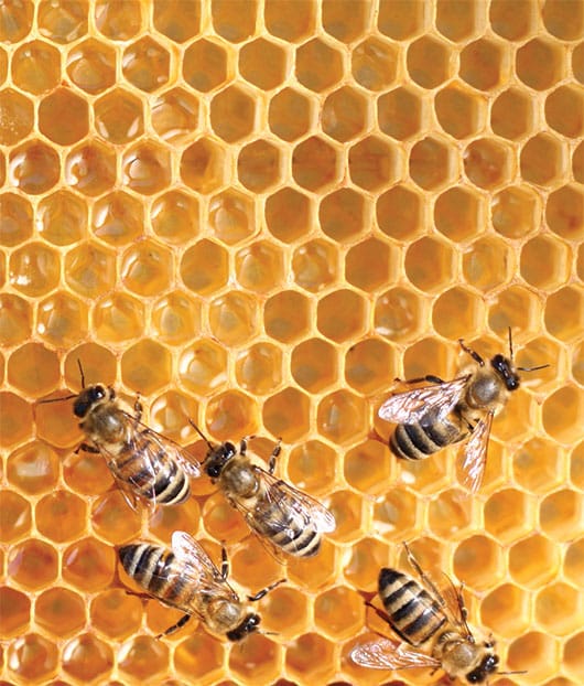 Foto: Colmena de abejas. © Shutterstock.