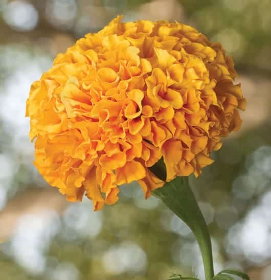 Foto: Flor de cempasúchil naranja. © Shutterstock.