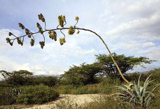 Foto: Planta de maguey. © Shutterstock.