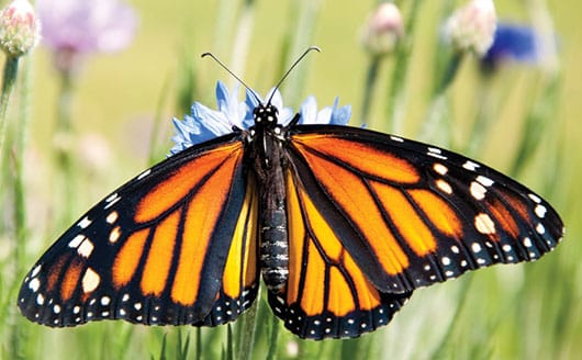 Foto:  Mariposa monarca. © Shutterstock.