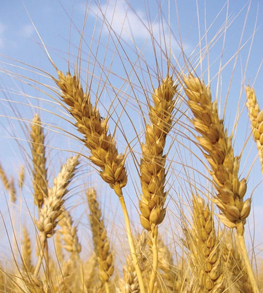 Foto: Cultivo de trigo. © Shutterstock.