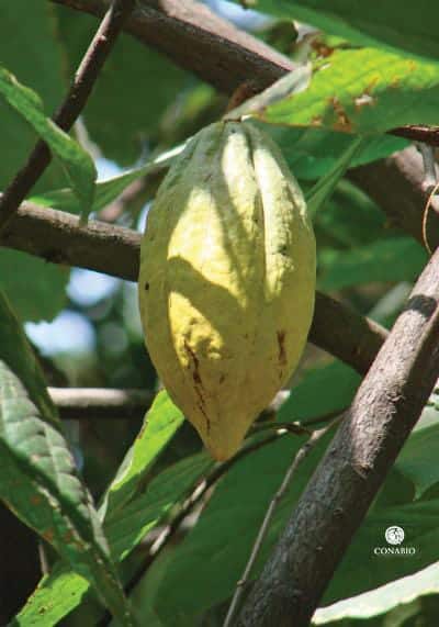 Foto: Planta de cacao blanco. (Carlos Galindo). Reproducción autorizada por la CONABIO.
