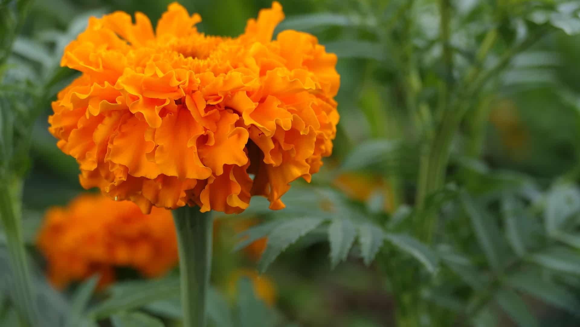 La flor de cempasúchil se puede utilizar para cocinar? ⋆ Larousse Cocina