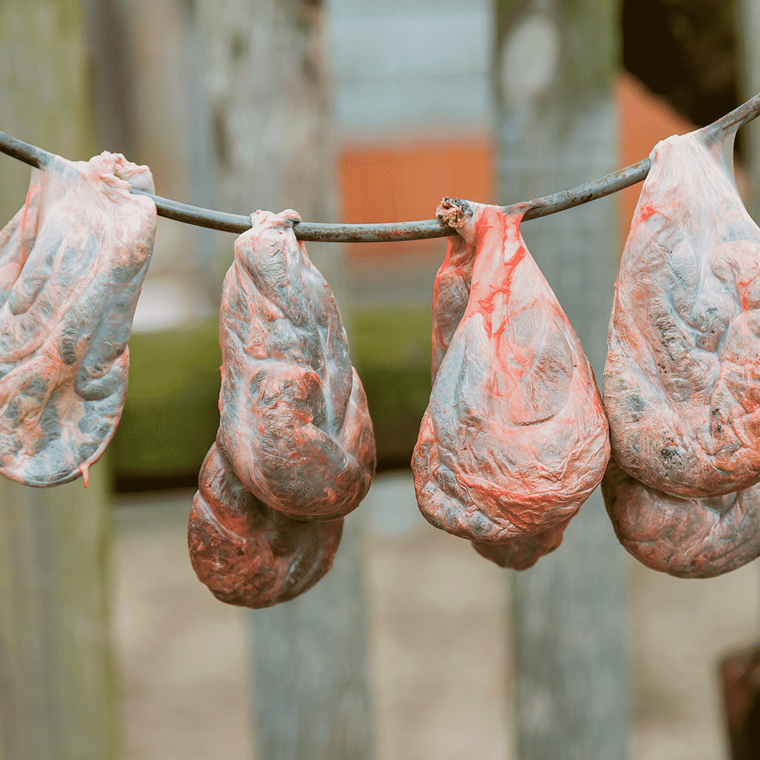 Éstas son las glándulas de los castores que les permite secretar el castoreum. Foto: Ediciones Larousse.