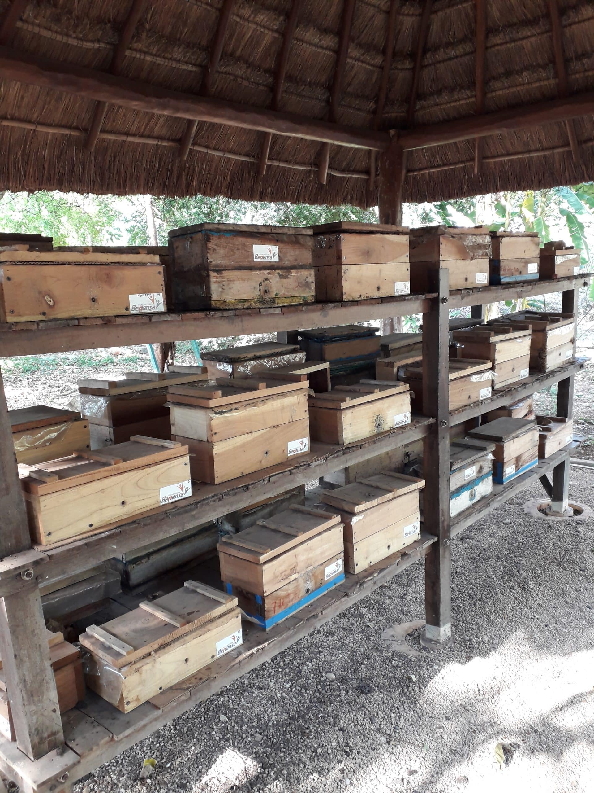 Cajones TIBGA para mantenimiento de colonias de abeja melipona. Foto: Will Rodríguez, 2022. 