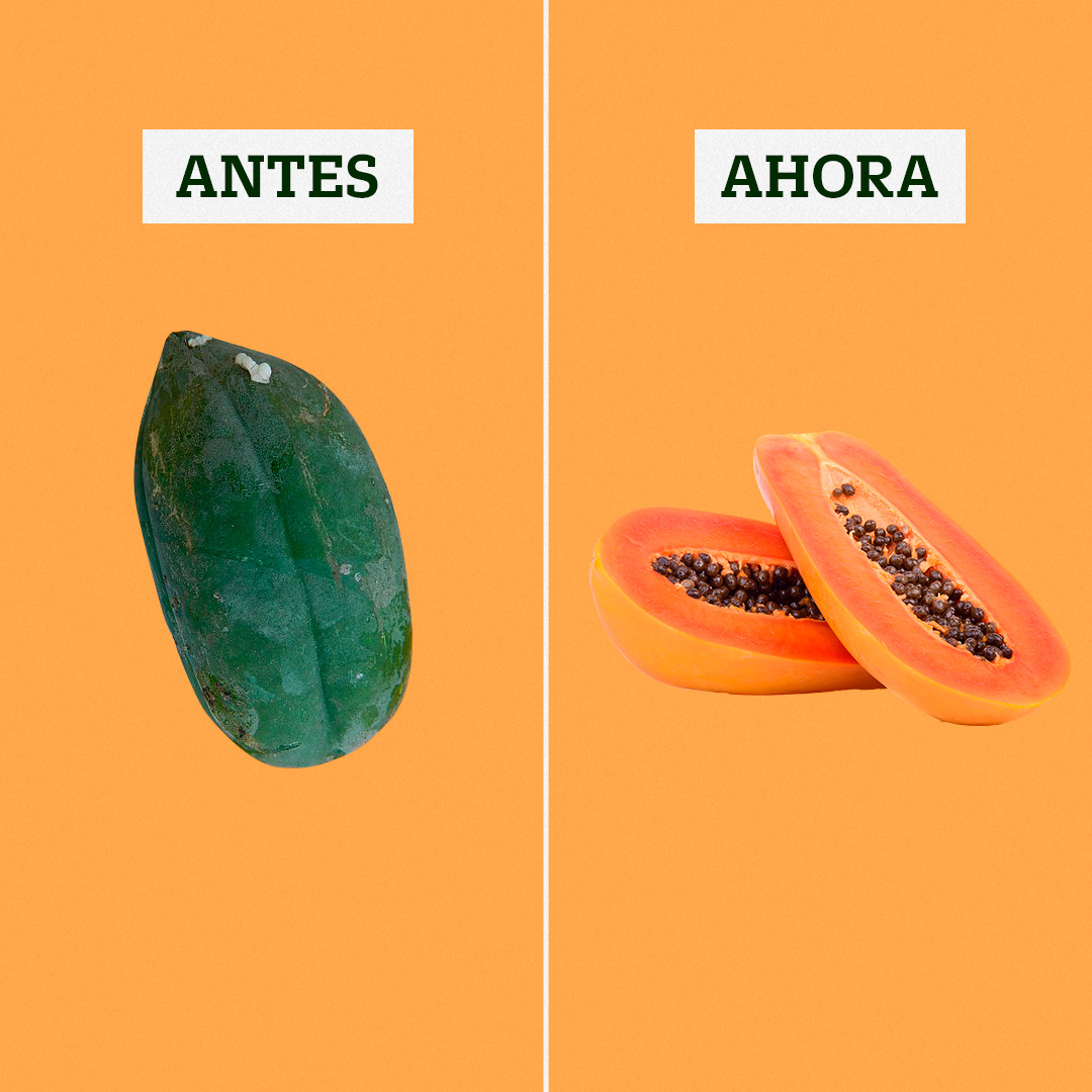 La papaya es una fruta muy preciada en Latinoamérica. Vía: Archivo gráfico de Larousse