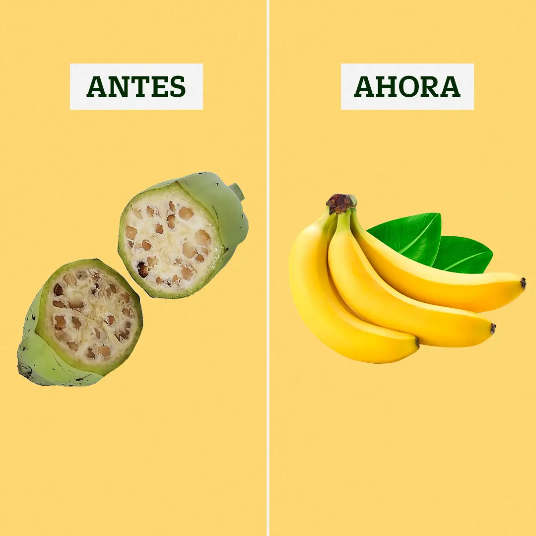 Como era a banana antes?