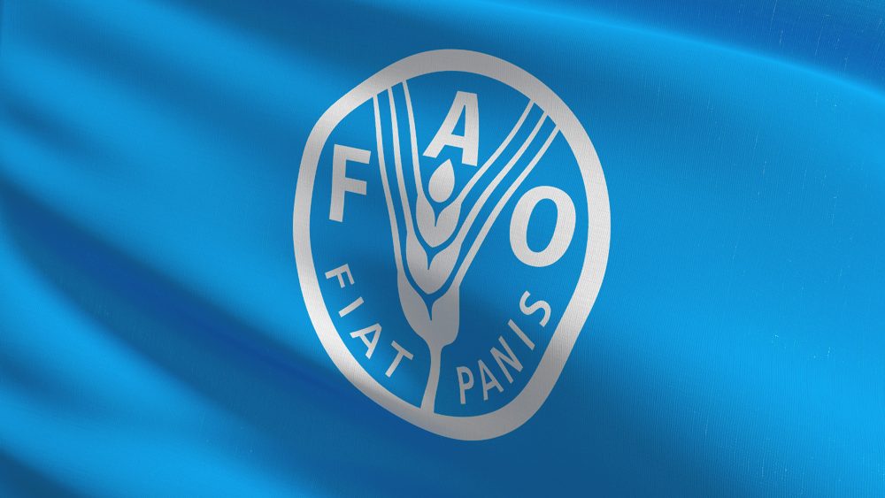 Bandera de la Organización de las Naciones Unidas para la Alimentación y la Agricultura (ONUAA), mejor conocida como FAO. 