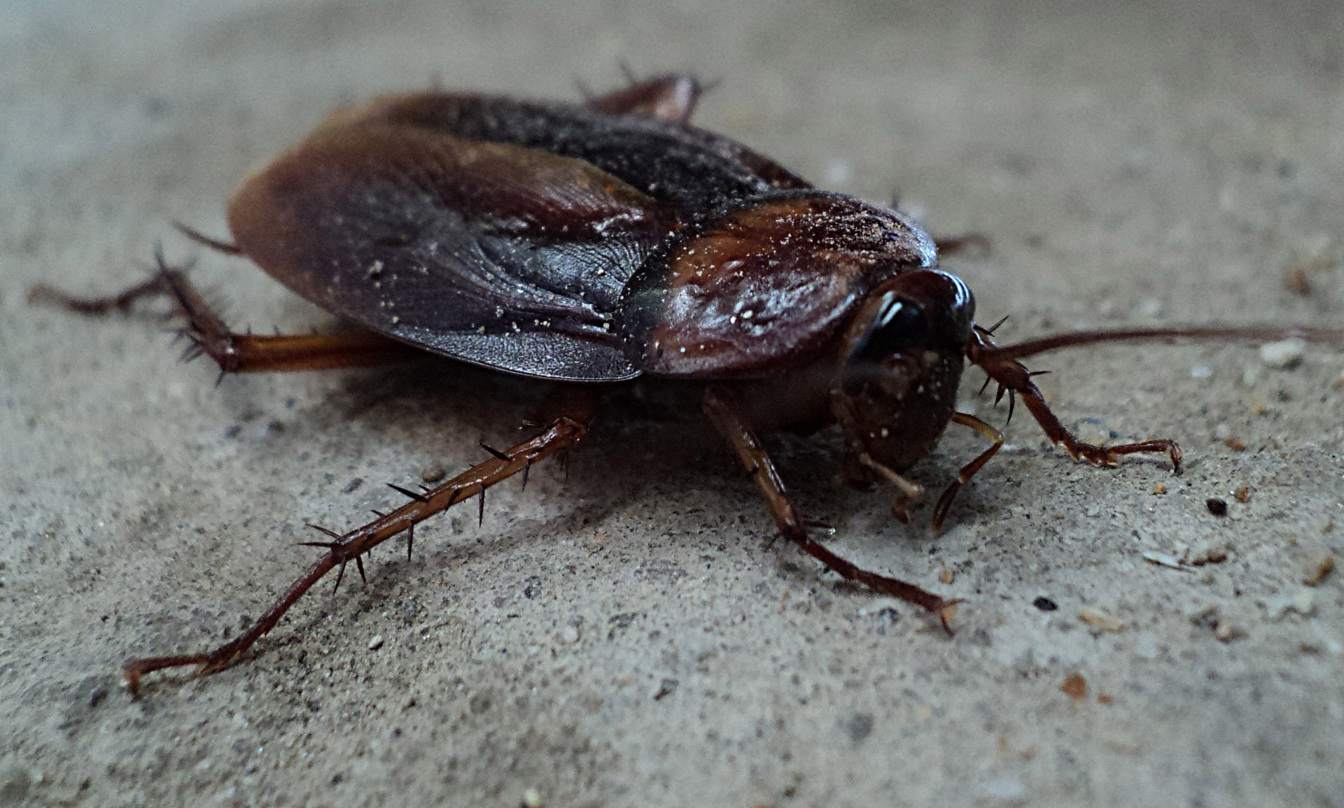 Las cucarachas son uno de los insectos más odiados por todos. Fotografía de Francisco Farias Jr.