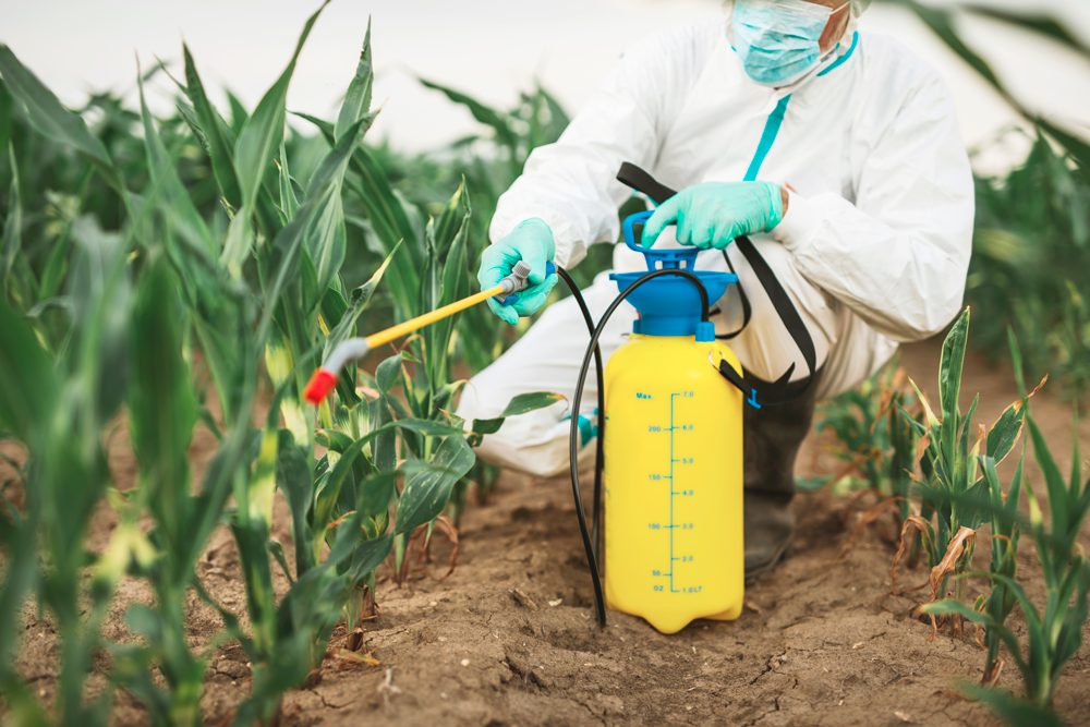 La contaminación química puede darse durante la siembra, debido al uso de plaguicidas con sustancias tóxicas.