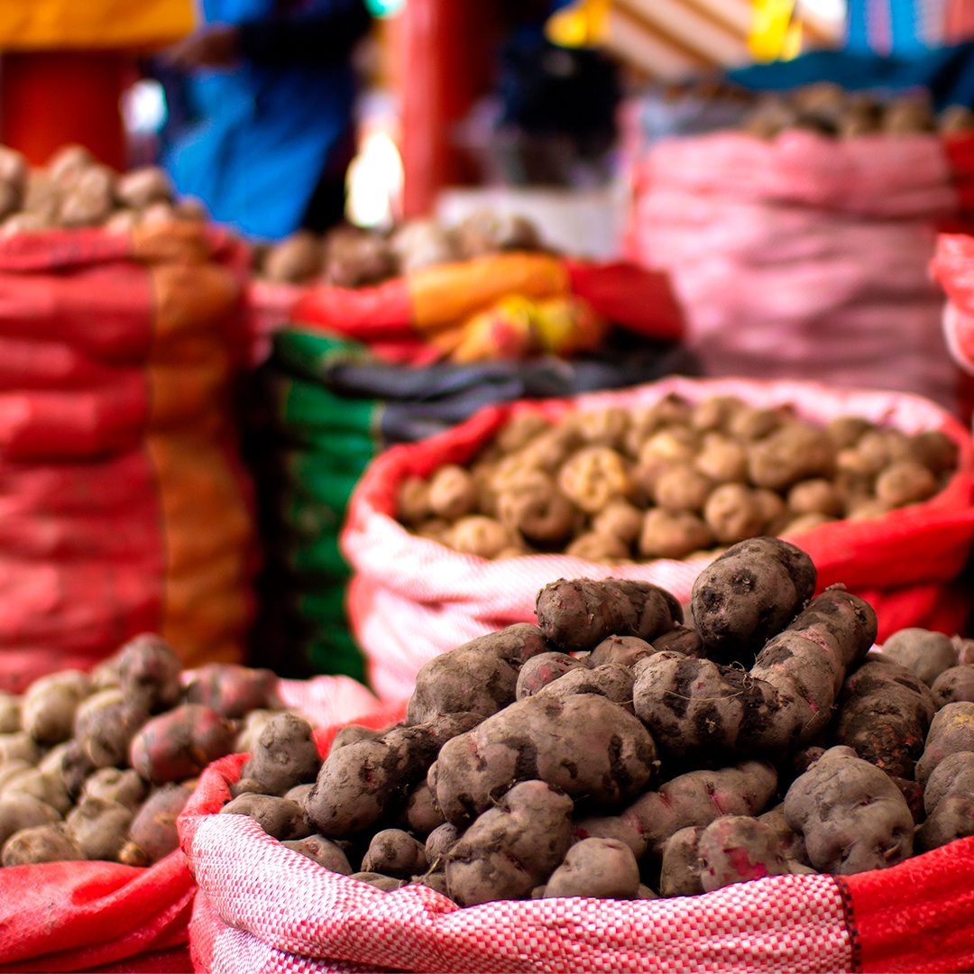 Existen más de 4000 variedades de papas nativas y la mayoría de ellas se encuentran en Perú. Fuente: Archivo gráfico de Larousse Cocina.