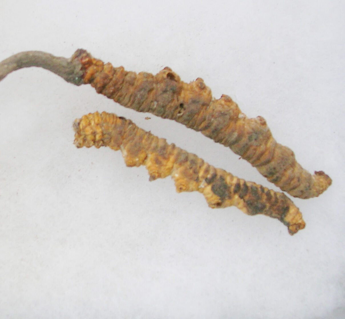 Oruga infectada con Ophiocordyceps sinensis. Fotografía de L. Shyamal.