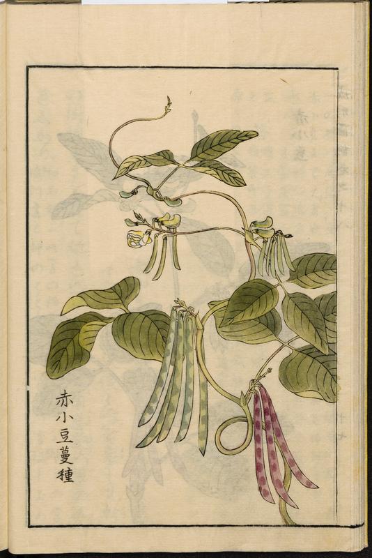 Frijoles Azkuki, ilustración de la Enciclopedia agrícola japonesa Seikei Zusetsu (1804). Fuente: Universidad Leiden.
