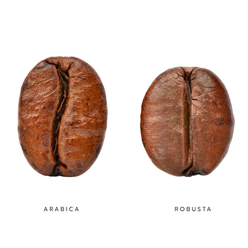 Además del sabor, la forma de los granos de café arábiga y café robusta es diferente. Fuente: Archivo gráfico de Larousse Cocina. 