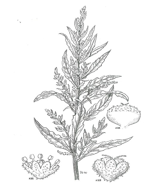 Imagen Dysphania ambrosioide. Tomada de Enciclovida.