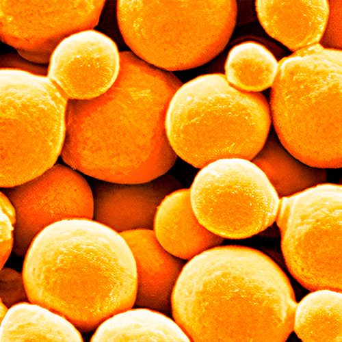 Saccharomyces cerevisiae son hongos unicelulares