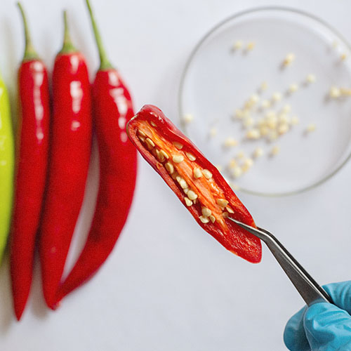 La capsaicina es la sustancia que da el picante a los chiles. 